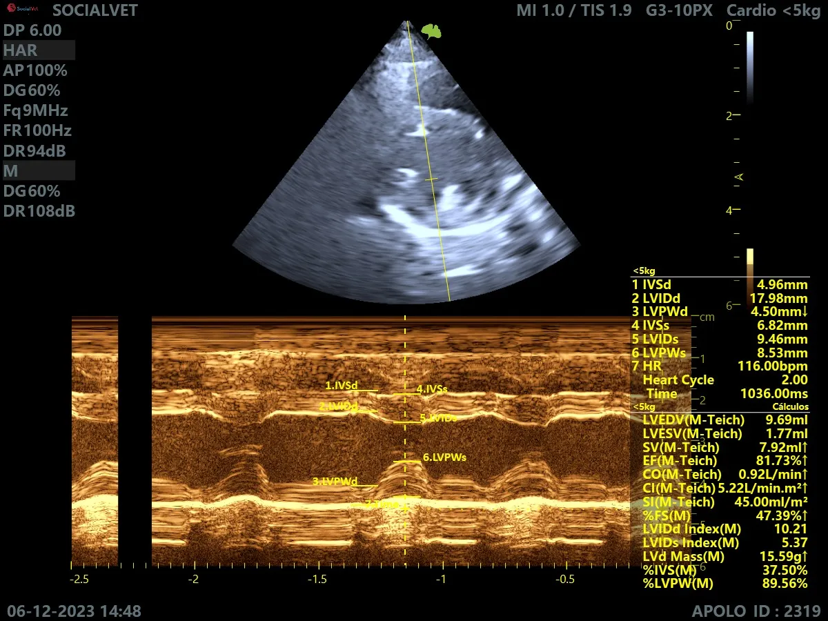 Ecografía Veterinaria