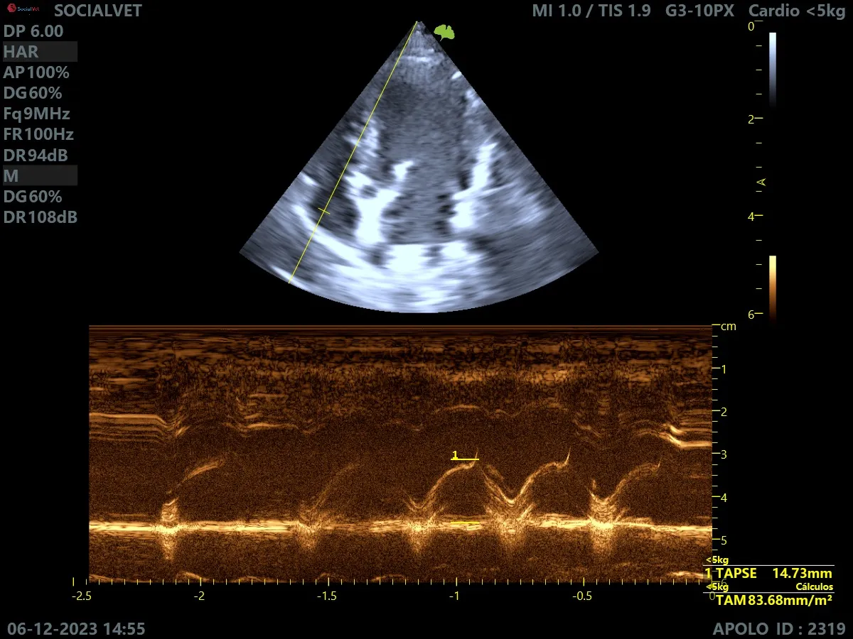Ecografía abdominal a un gato