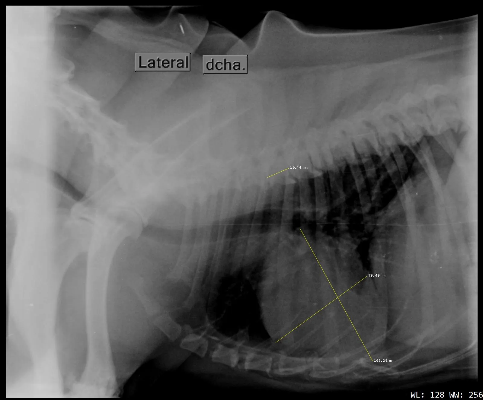 Medicina Interna Veterinaria