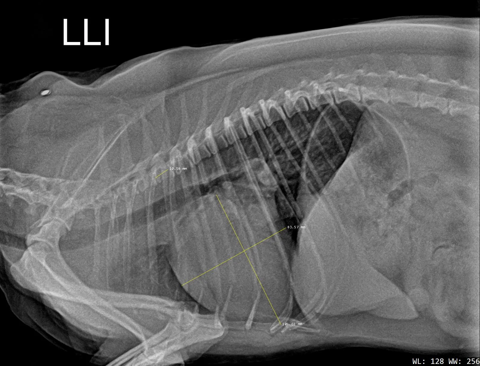 Examen cardiológico a un perro